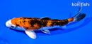 6" YAMATO NISHIKI