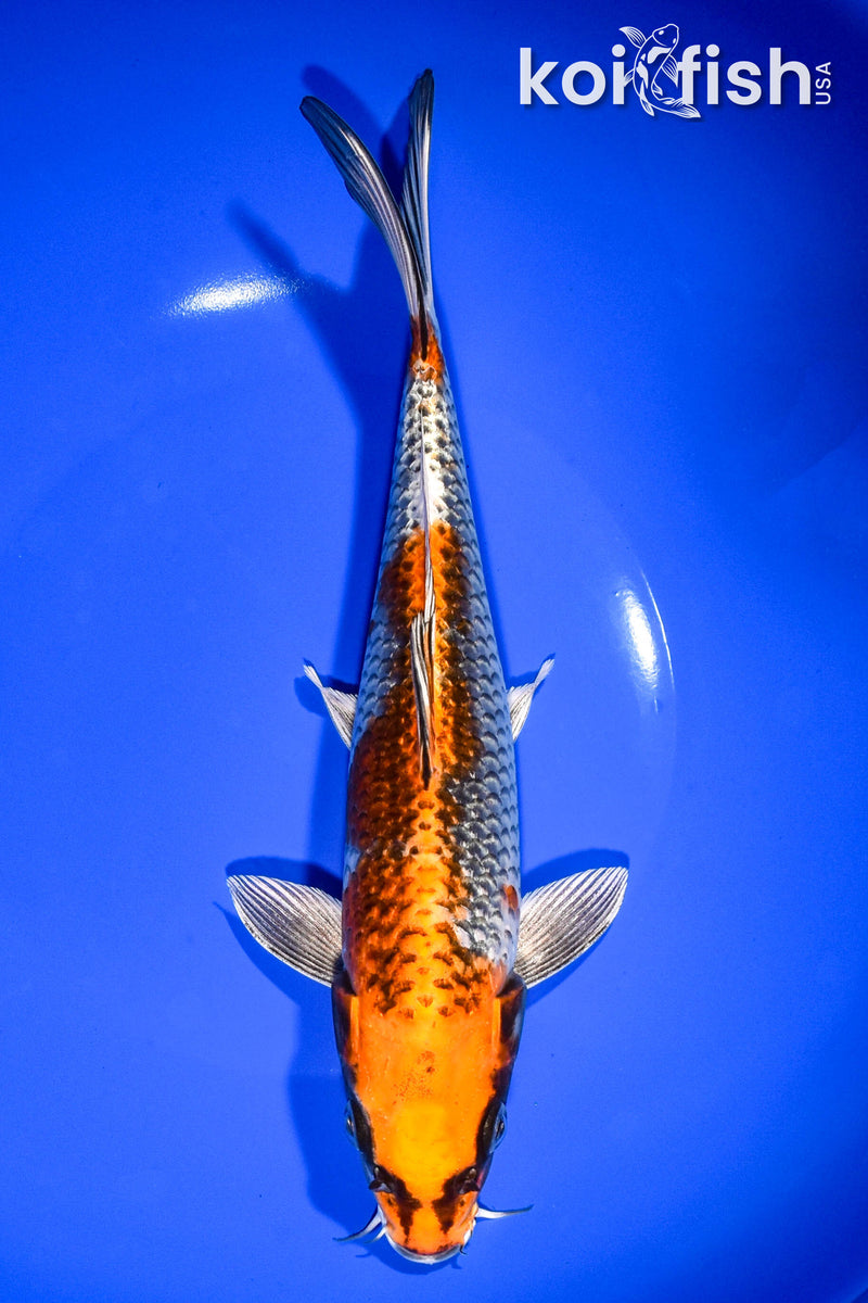 9.25" BENI GINGA
