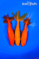 PACK OF (3) 5-5.5" WAKIN GOLDFISH