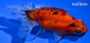 5" CALICO TELESCOPE FANTAIL GOLDFISH