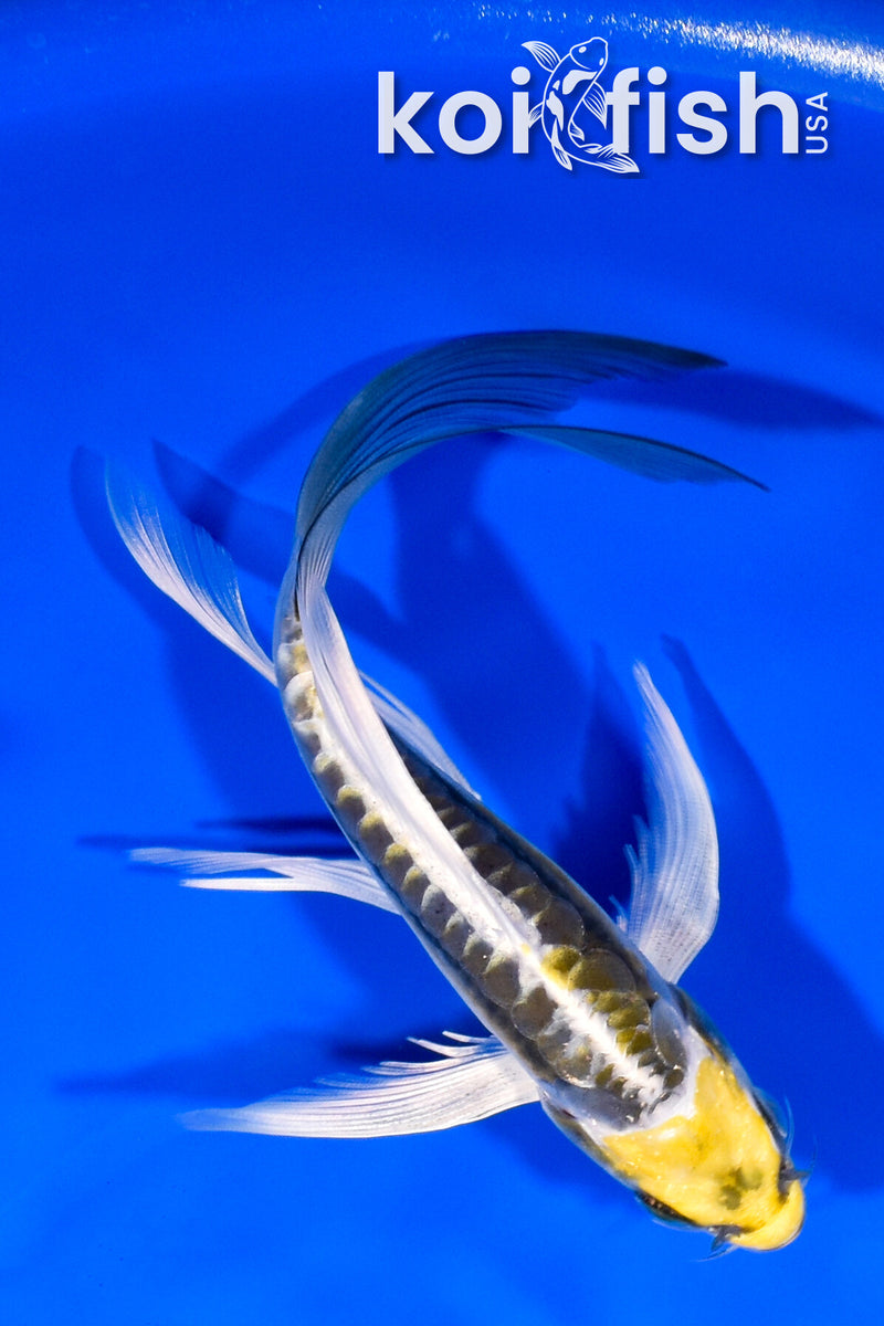 6.25" KIN KIKOKURYU BUTTERFLY