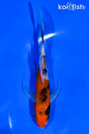 5.5" SANKE BUTTERFLY