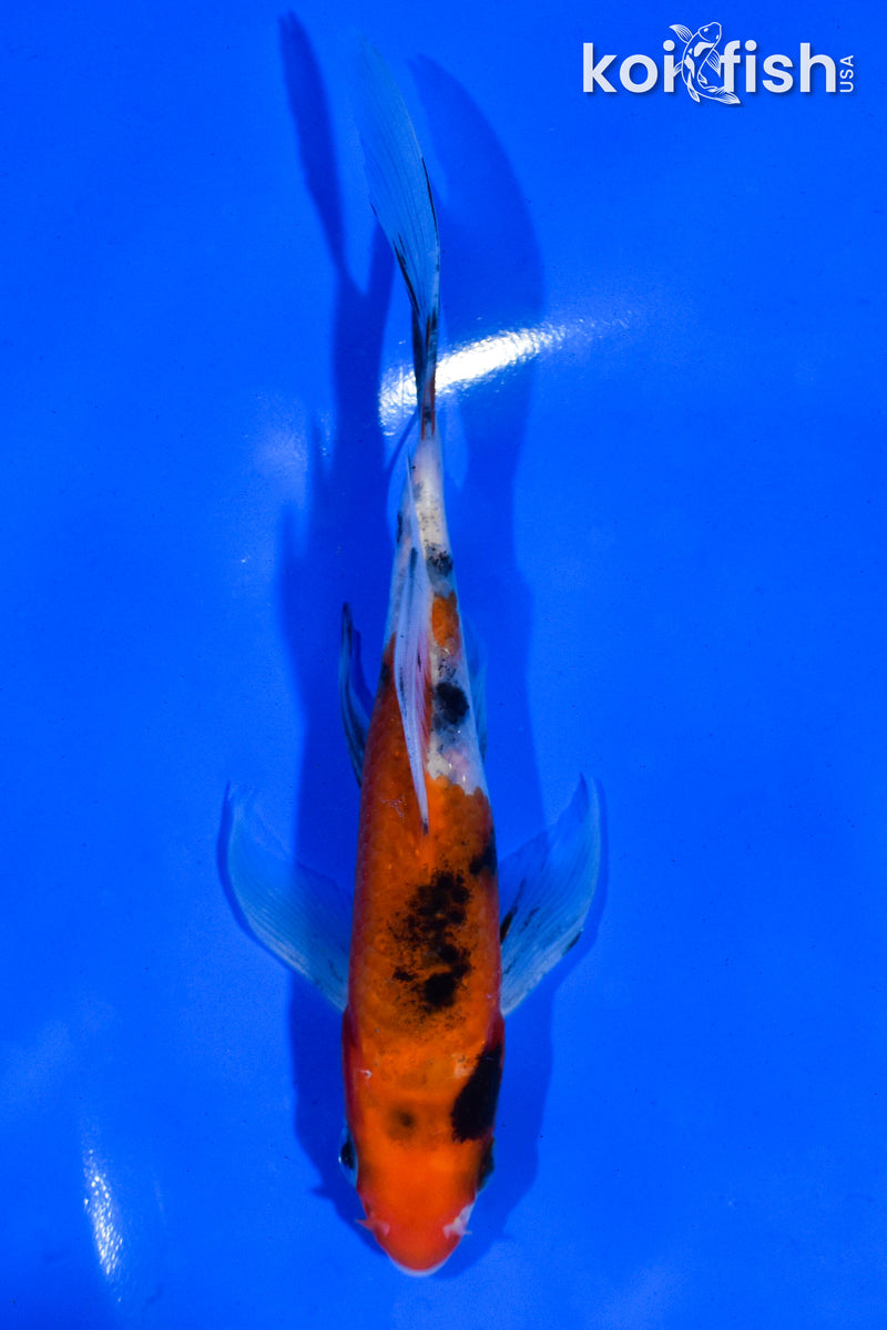 5.5" SANKE BUTTERFLY