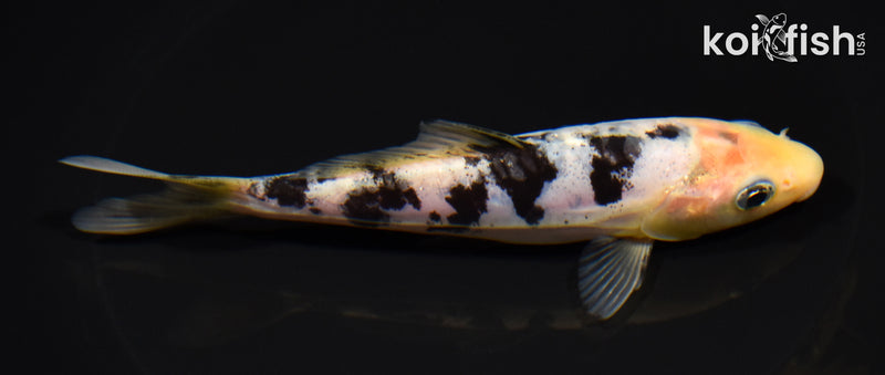 5.75" SHIRO BEKKO