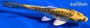 4.5" KIN KIKOKURYU