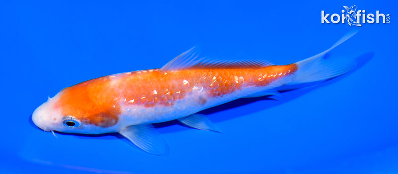 5.75" GINRIN KOHAKU