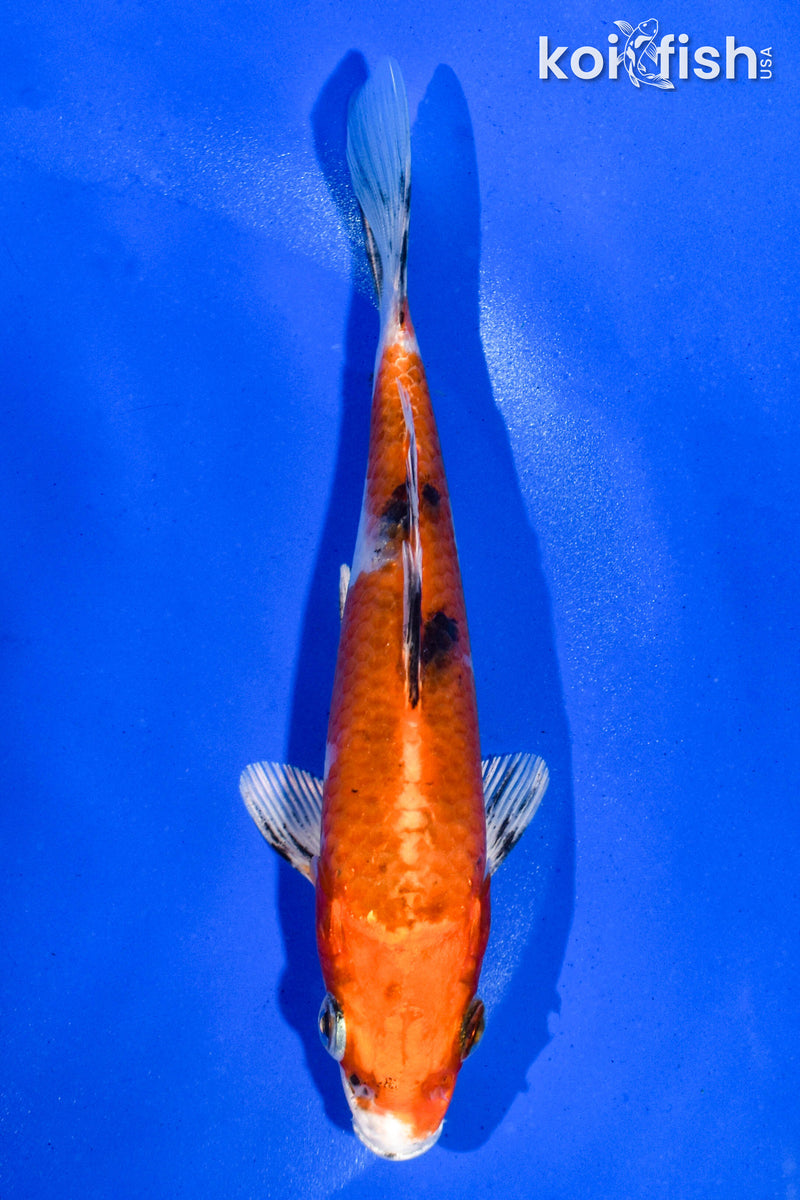 5.5" YAMATO NISHIKI