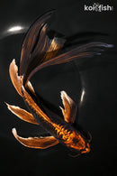 10" BENI KIKOKURYU BUTTERFLY