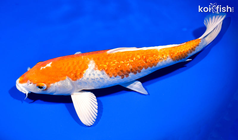 13" GINRIN HARIWAKE