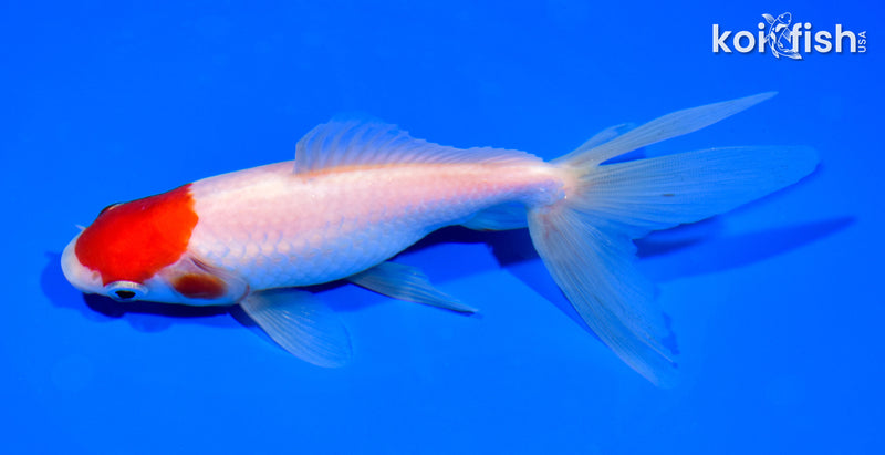 6.25" WATONAI GOLDFISH