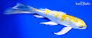 8" GINRIN KUJAKU BUTTERFLY