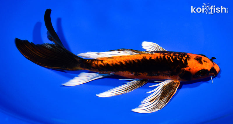 8" DOITSU ORENJI MATSUBA BUTTERFLY