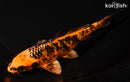 7" KIN ORENJI BEKKO