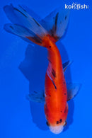 4" CALICO WAKIN GOLDFISH
