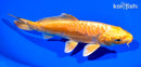 7" ARAGOKE YAMABUKI OGON