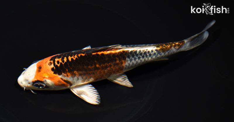 6.75" BENI GINGA