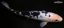 8.25" DOITSU SHIRO BEKKO