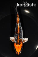 6.25" ARAGOKE BENI KIKOKURYU