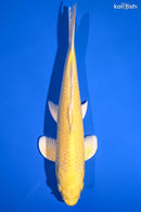 12.5" YAMABUKI OGON