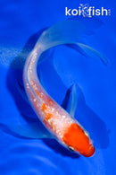 5" GINRIN KOHAKU BUTTERFLY