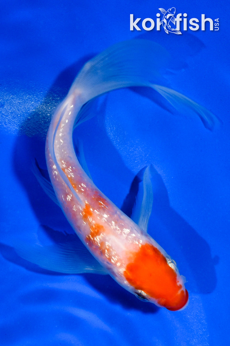 5" GINRIN KOHAKU BUTTERFLY