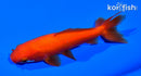 4.5" WAKIN GOLDFISH