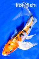 7" HEISEI NISHIKI BUTTERFLY