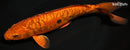 9.25" AKAME DOITSU CHA UTSURI