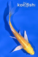 4" YAMABUKI OGON BUTTERFLY