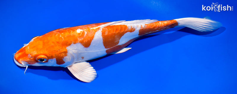 11.75" KIKUSUI