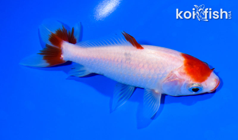 4.75" WAKIN GOLDFISH