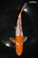 9.5" OCHIBA SHIGURE