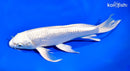 9" GINRIN PLATINUM OGON BUTTERFLY