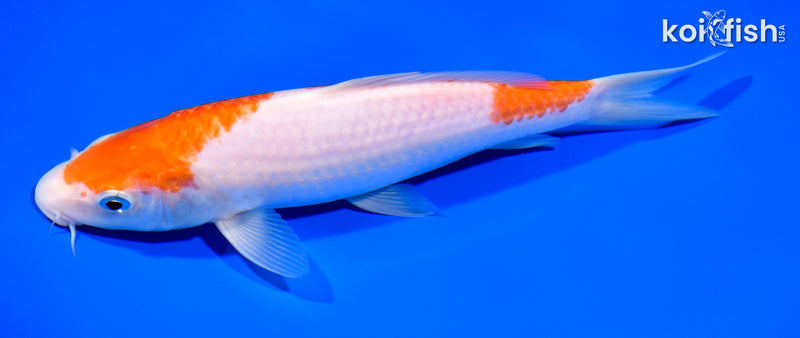 8.5" KOHAKU