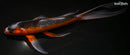 10.75" HI ASAGI BUTTERFLY