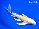 8.25" YAMABUKI OGON BUTTERFLY
