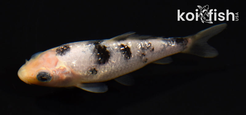 3.5" GINRIN SHIRO BEKKO
