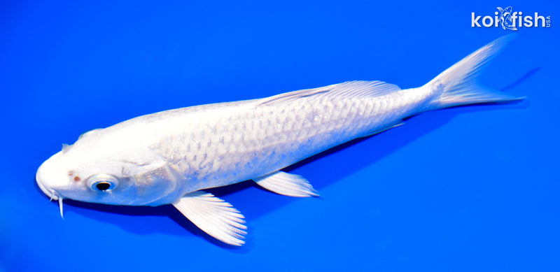 7.75" PLATINUM OGON