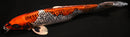 14.5" GINRIN KUJAKU