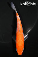 4.75" KOHAKU