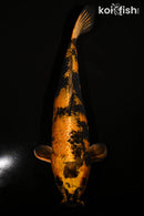 13" KIN KI UTSURI