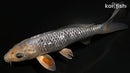 7.25" GINRIN SORAGOI
