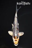 6.25" ARAGOKE BENI KIKOKURYU