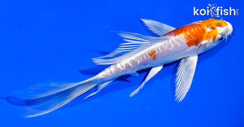 5" KIKUSUI BUTTERFLY