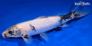 10.25" SHIRO UTSURI