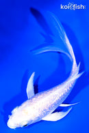 4.5" GINRIN PLATINUM OGON BUTTERFLY
