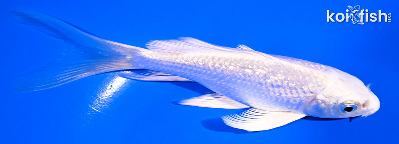 5" GINRIN PLATINUM OGON BUTTERFLY