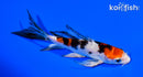 5.25" YAMATO NISHIKI BUTTERFLY