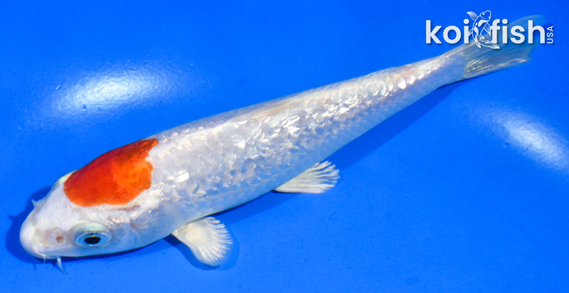 5" GINRIN HARIWAKE