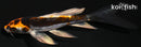 4.75" BENI KIKOKURYU BUTTERFLY